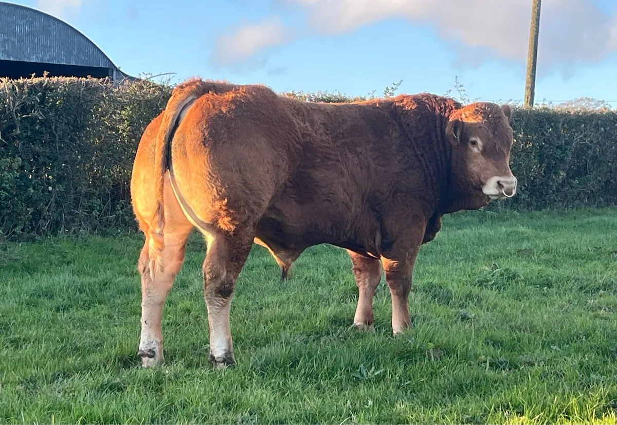 Super Pedigree limousin bull - Image 3