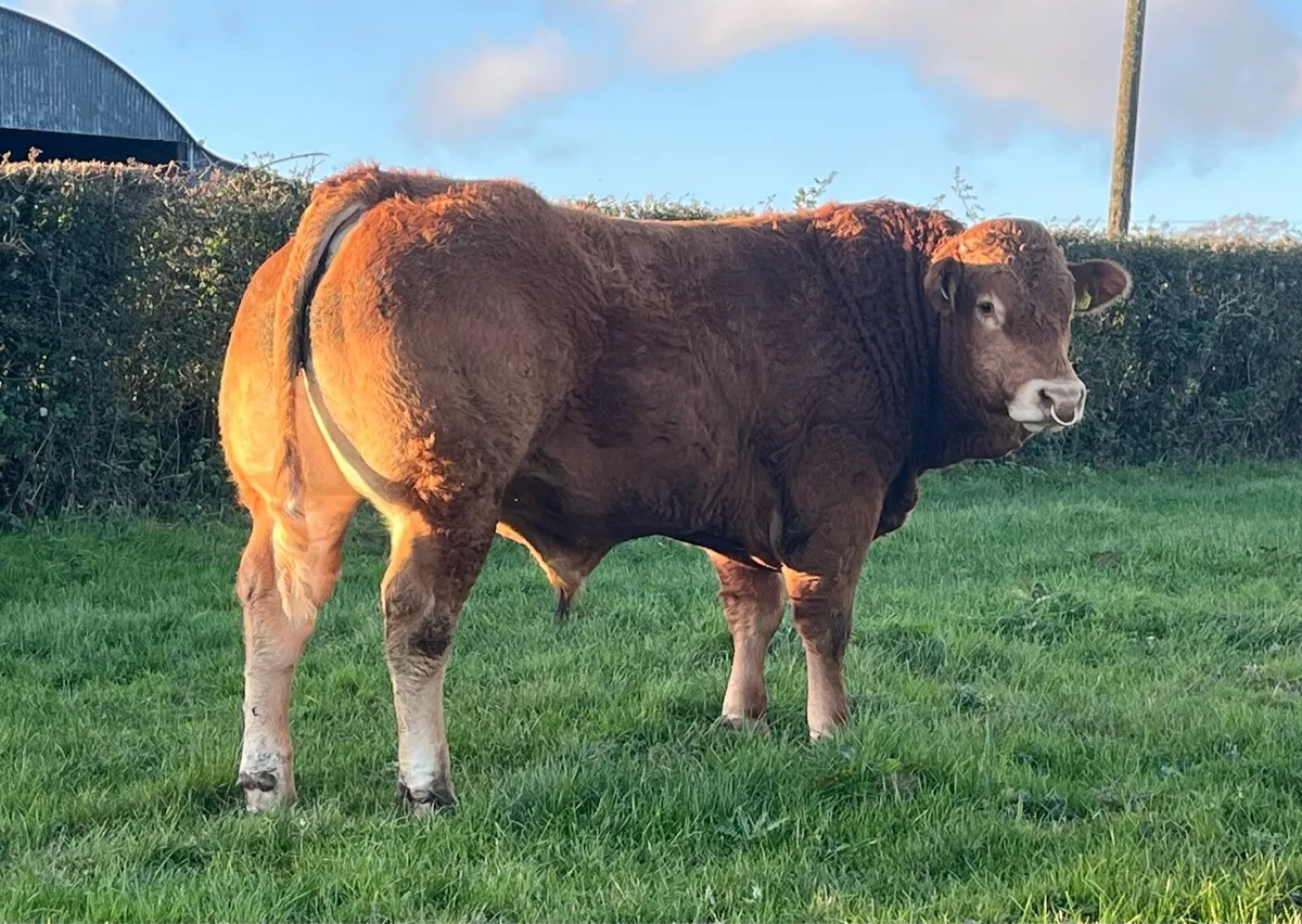 Super Pedigree limousin bull - Image 4