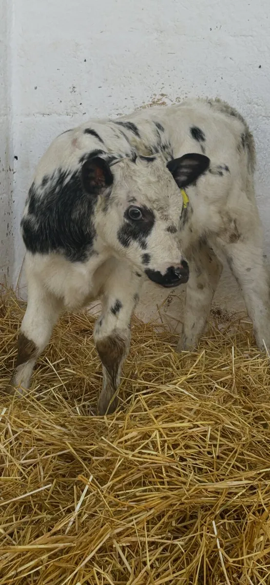 2 TOP QUALITY CONTINENTAL BULL CALVES - Image 4