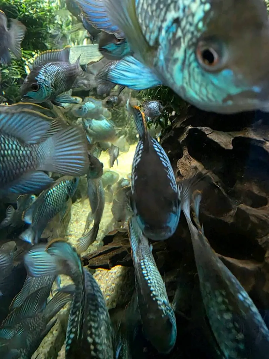 Electric Blue Acara Fish &food/ BiOrb Coral Reef - Image 1