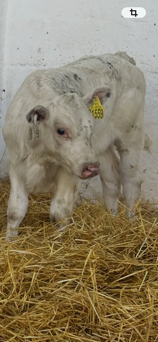 2 TOP QUALITY CONTINENTAL BULL CALVES - Image 1