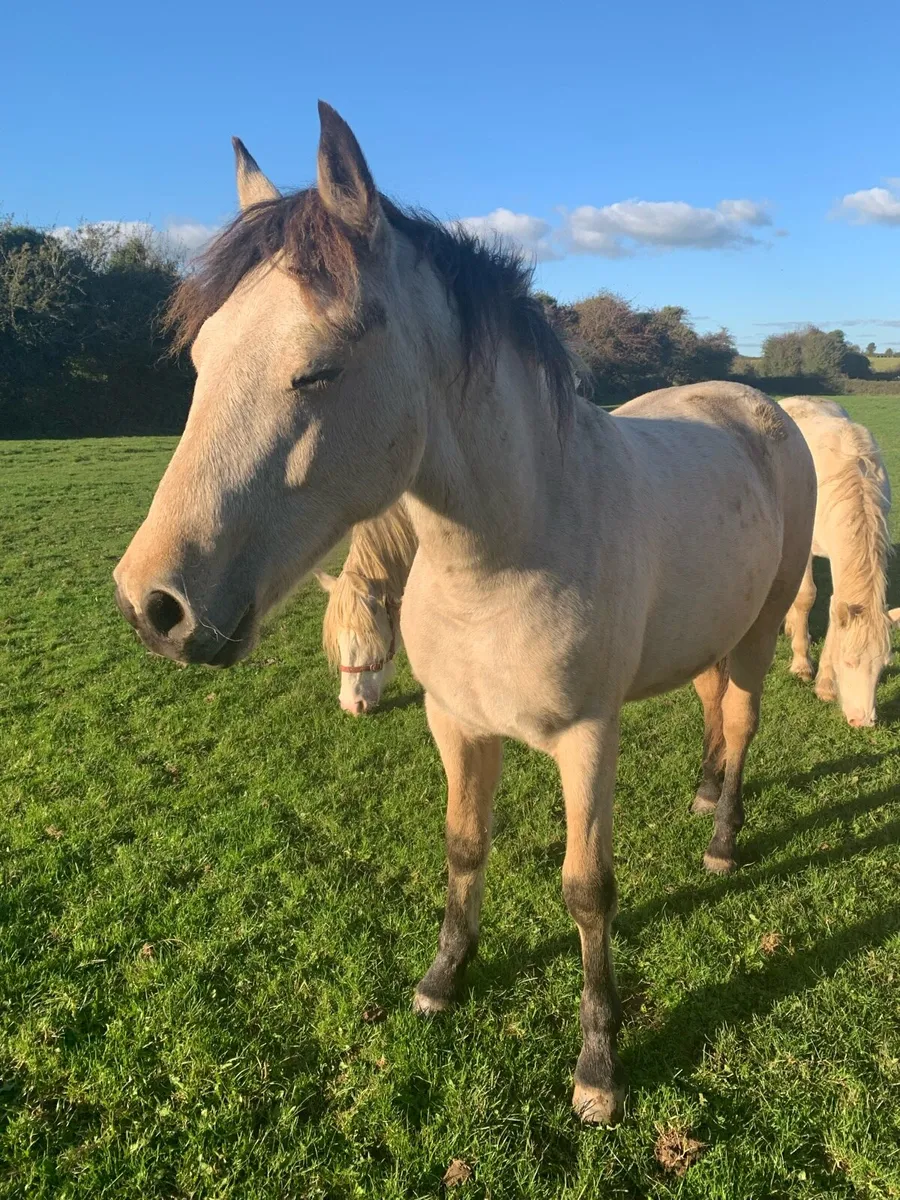 Registered Connemara colt Dun foal - Image 1