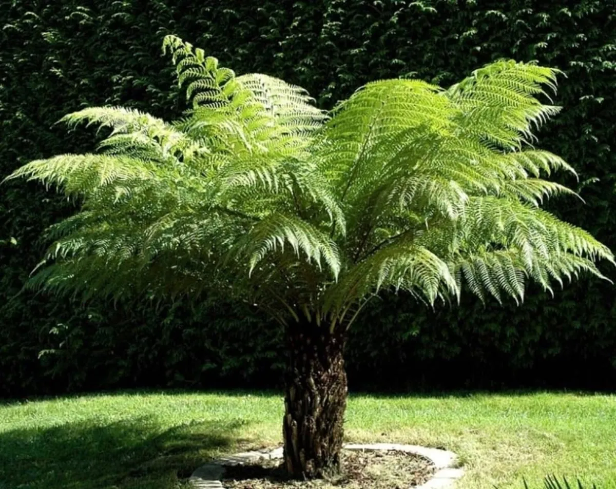 Tree Ferns – Dicksonia antarctica - Image 1
