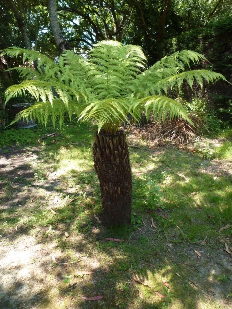 Tree Ferns – Dicksonia antarctica - Image 2