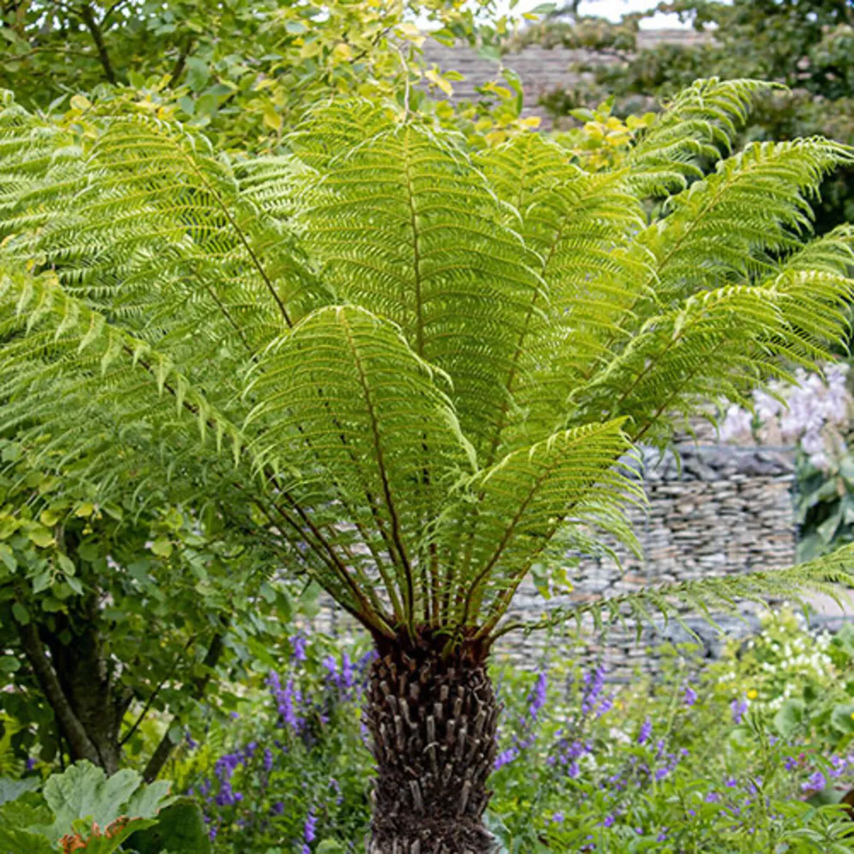 Tree Ferns – Dicksonia antarctica - Image 3