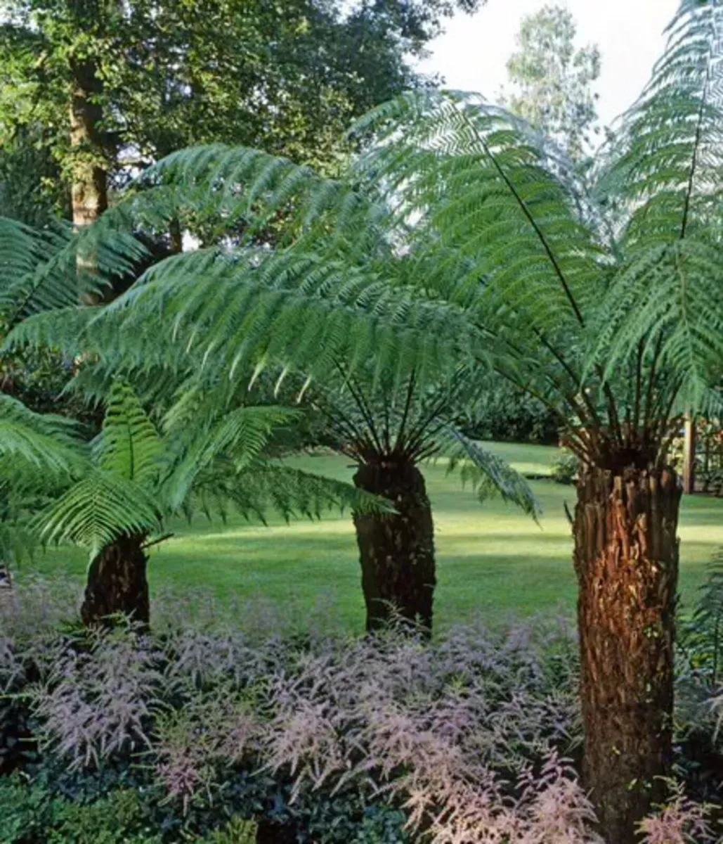 Tree Ferns – Dicksonia antarctica - Image 4