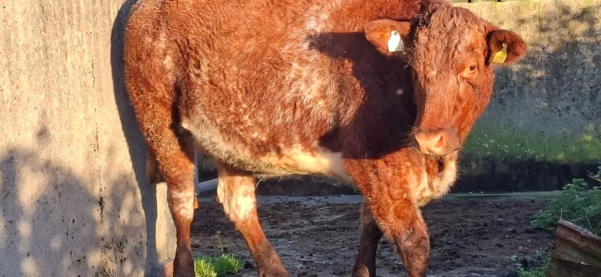 Roan Limousin Springer - Image 2