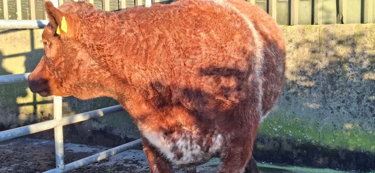 Roan Limousin Springer - Image 3