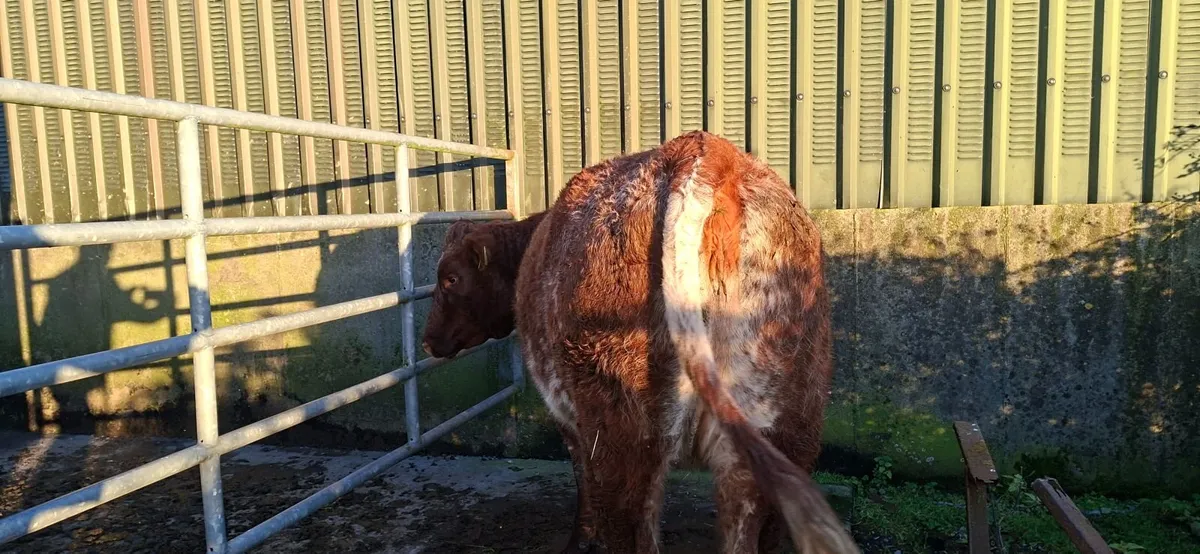 Roan Limousin Springer - Image 4