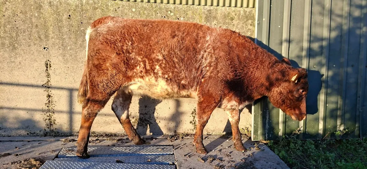 Roan Limousin Shorthorn Springer - Image 2