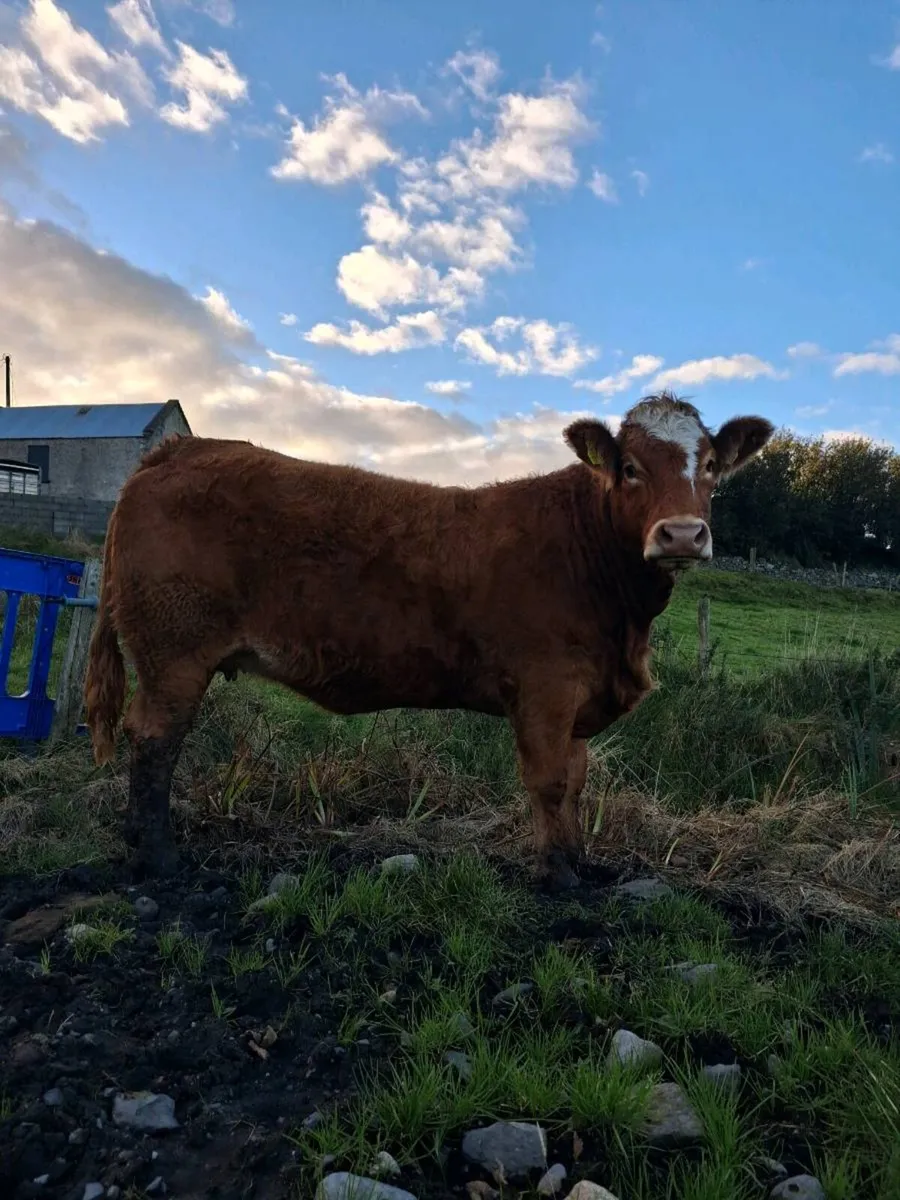 First calver - Image 3