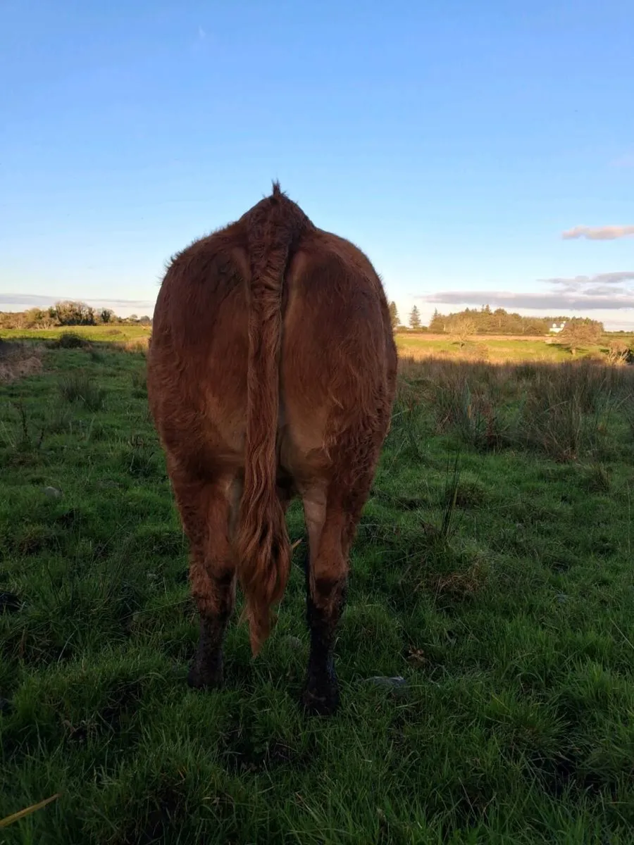 First calver - Image 4