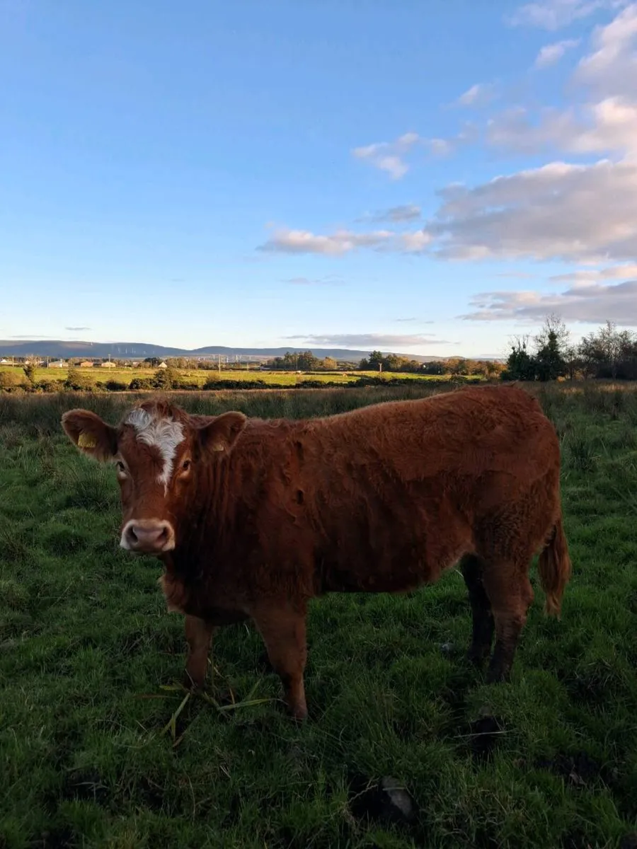 First calver - Image 2