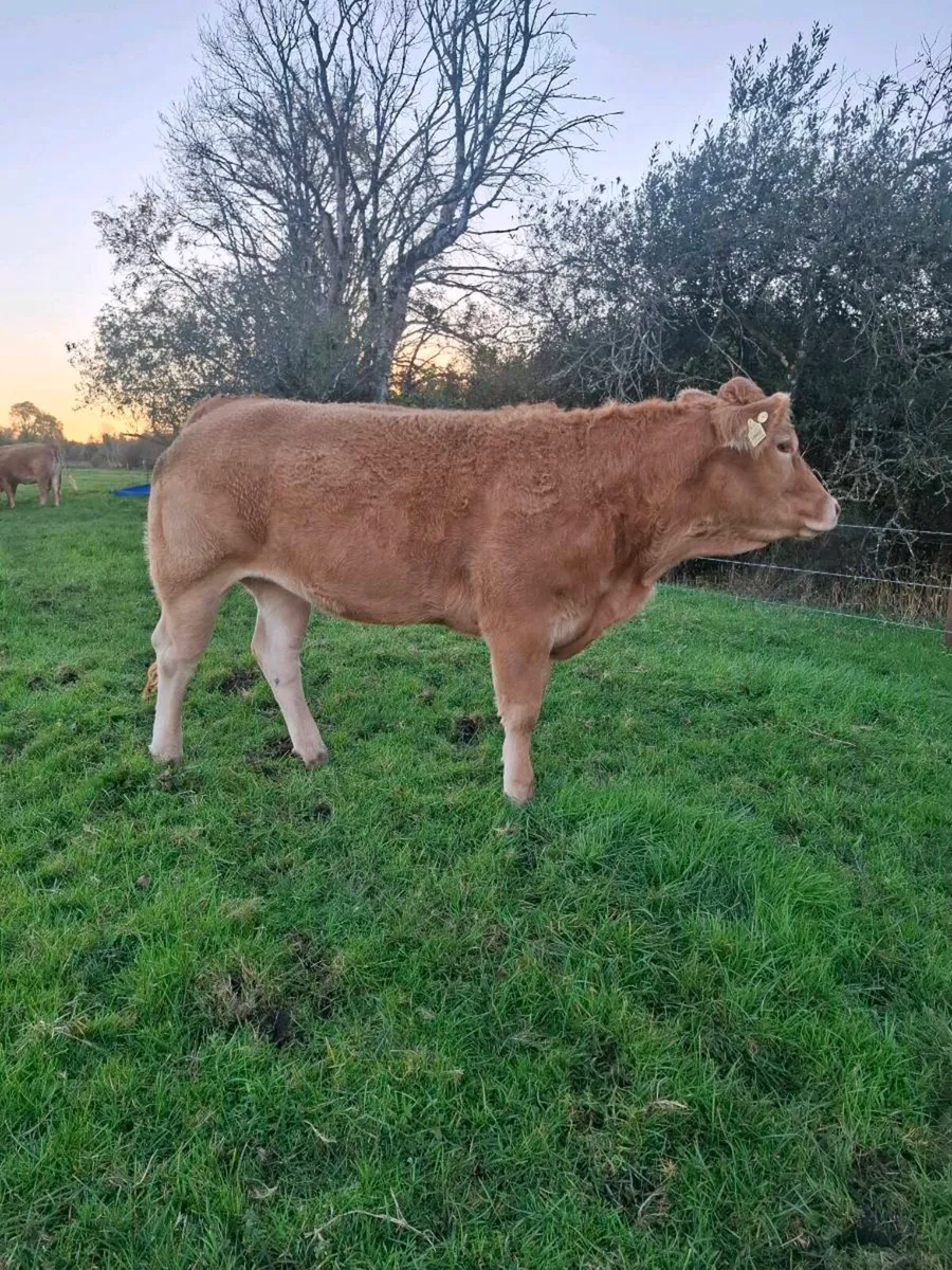 Pedigree limousin heifer - Image 1