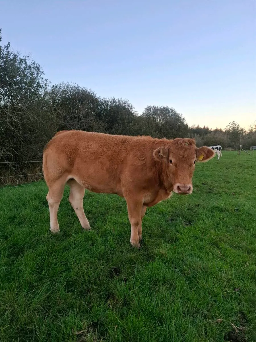 Pedigree limousin heifer - Image 2