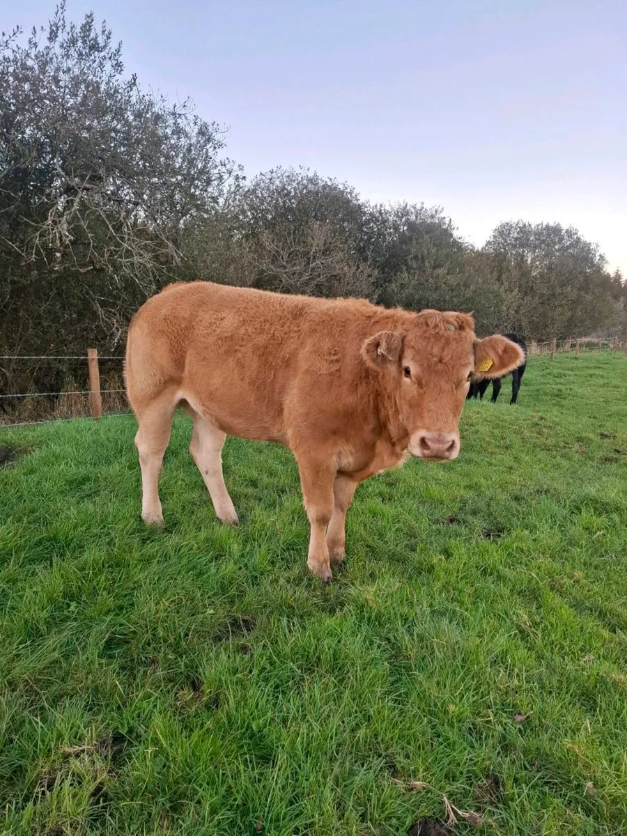 Pedigree limousin heifer - Image 3