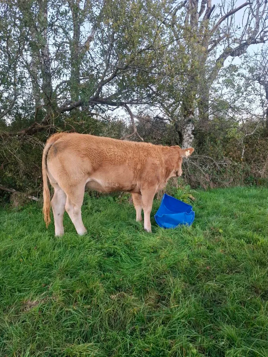 Pedigree limousin heifer - Image 4