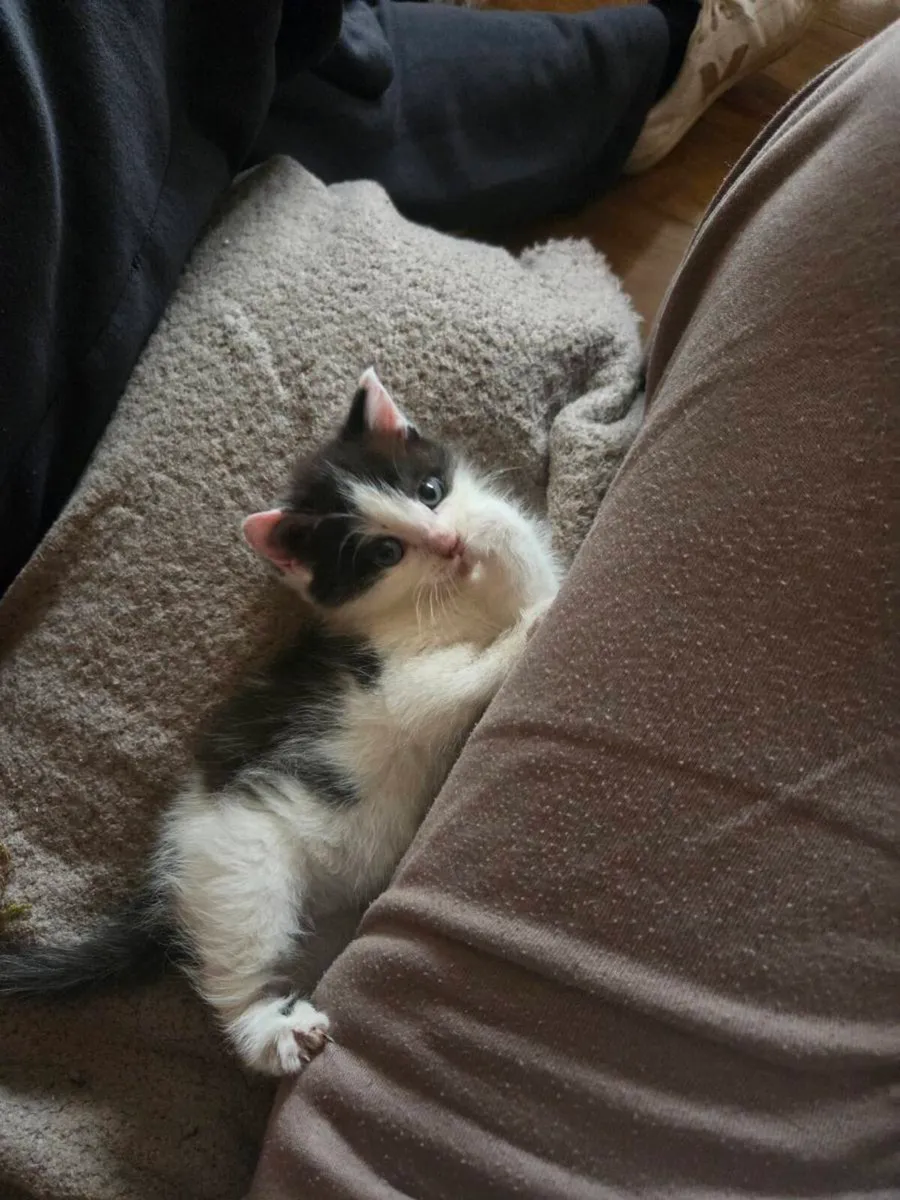Kitten - Image 1