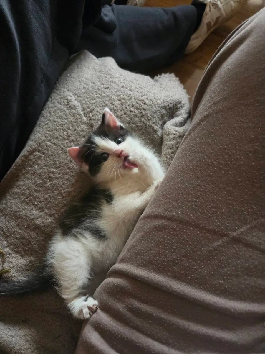 Kitten - Image 2
