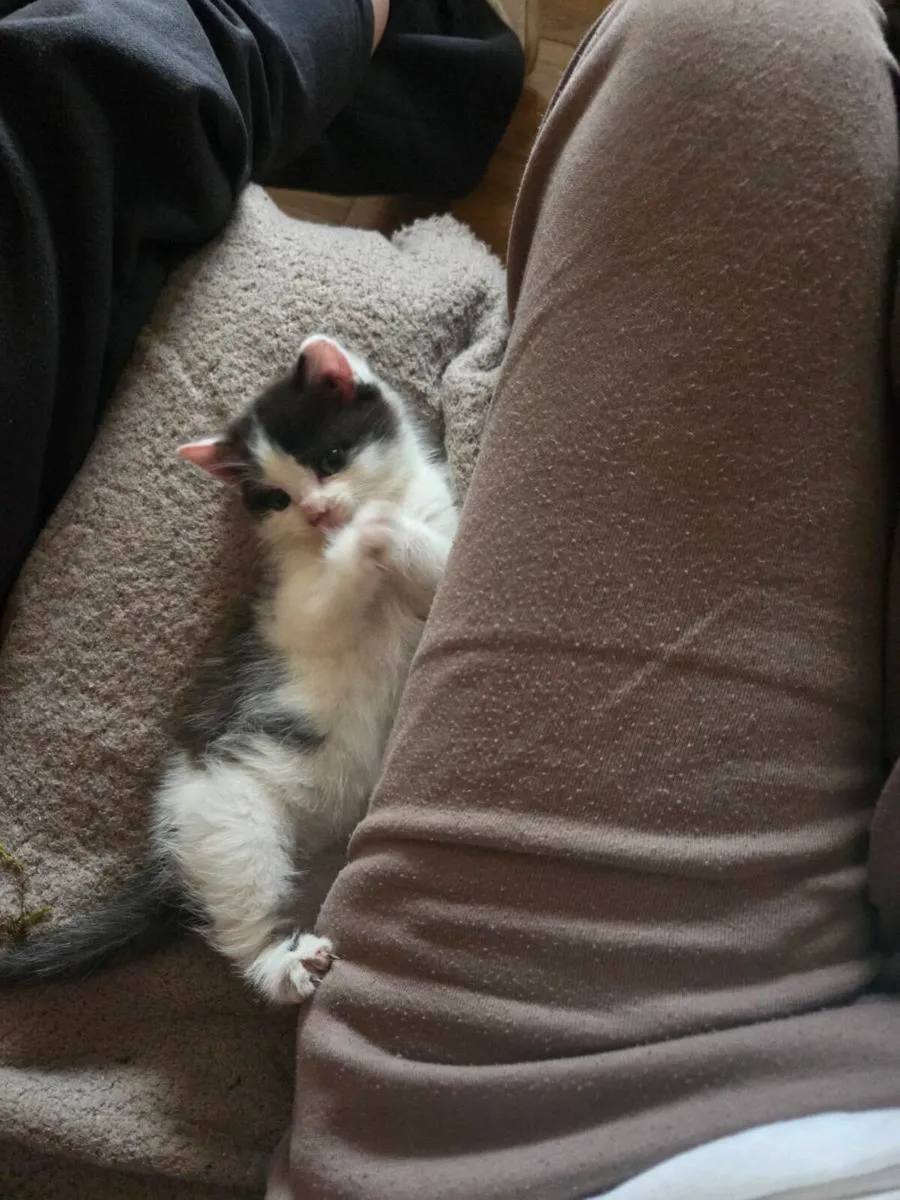 Kitten - Image 3