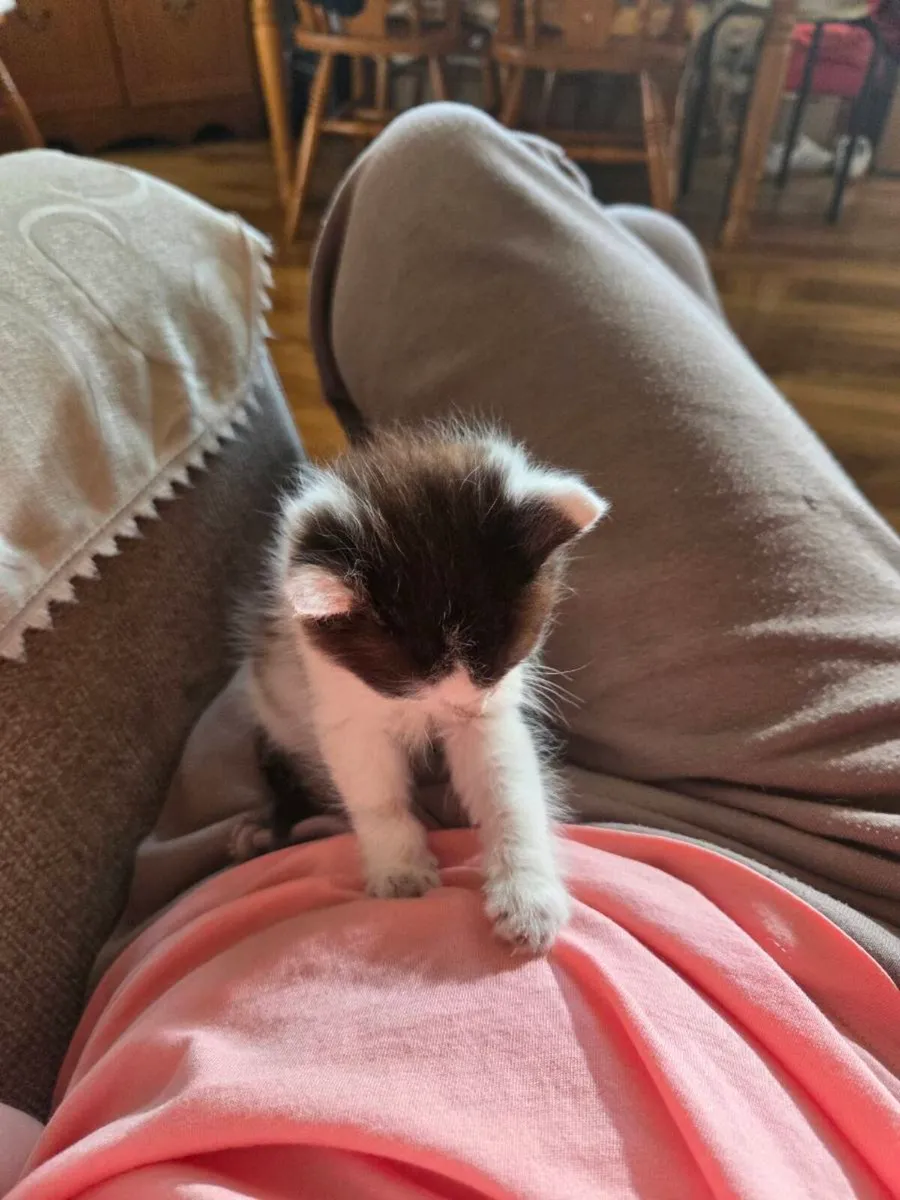 Kitten - Image 4
