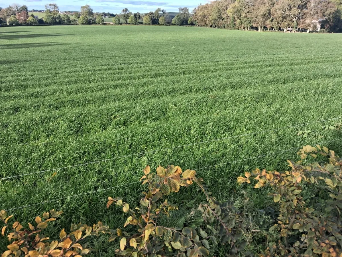 Grazing  for sheep