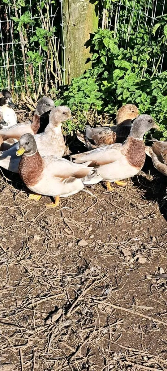 Call Ducks - Image 2