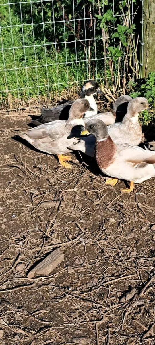 Call Ducks - Image 3