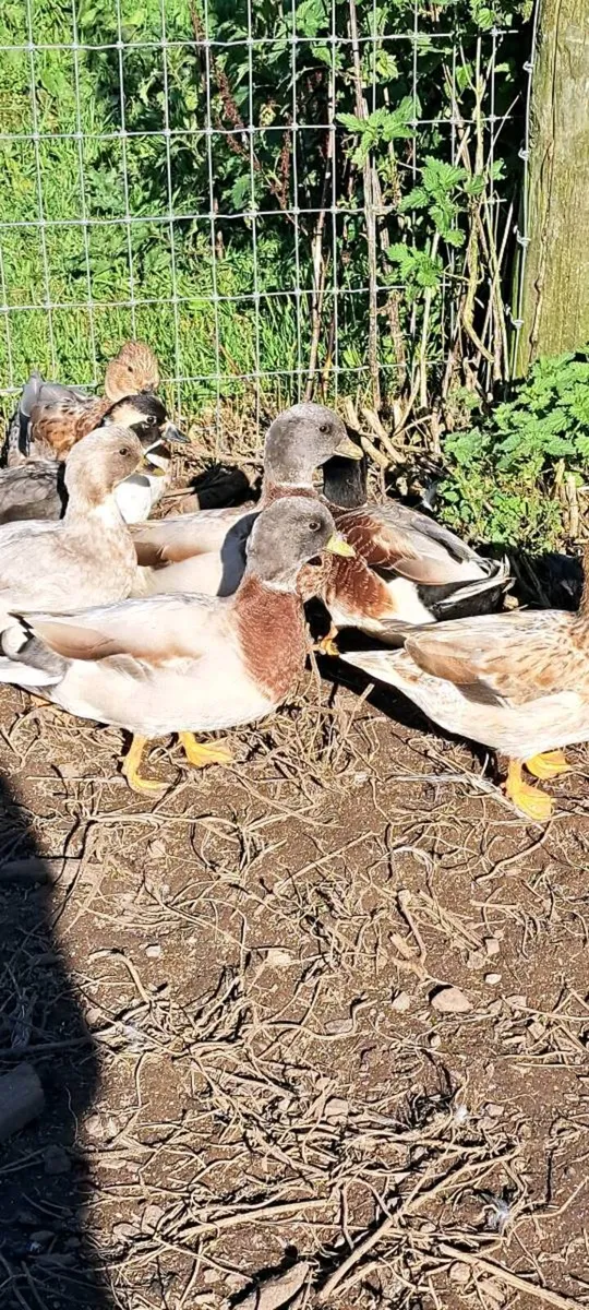 Call Ducks - Image 4