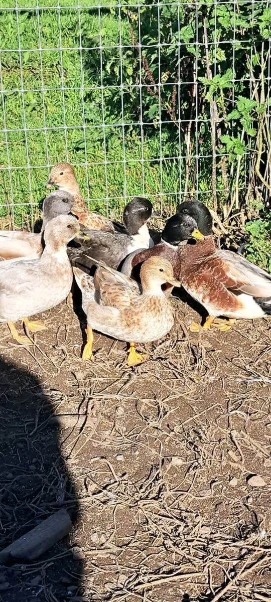 Call Ducks - Image 1