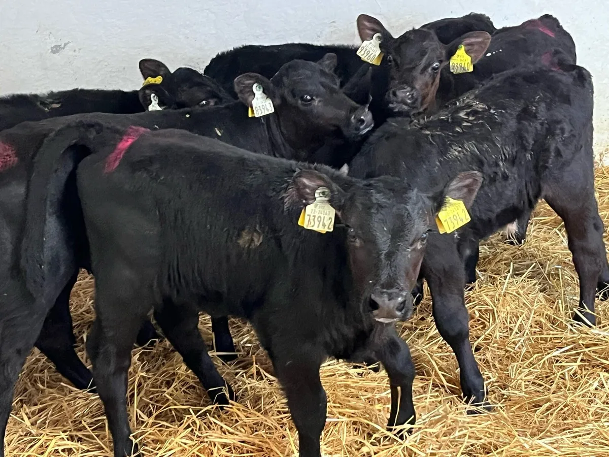 Angus Bull Calfs - Image 2
