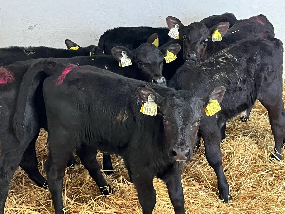 Angus Bull Calfs - Image 3