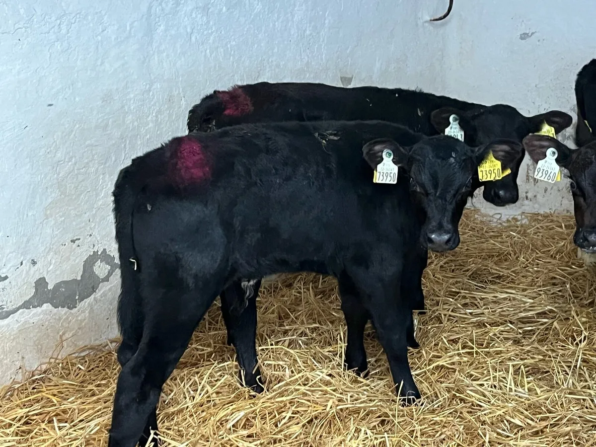 Angus Bull Calfs - Image 4