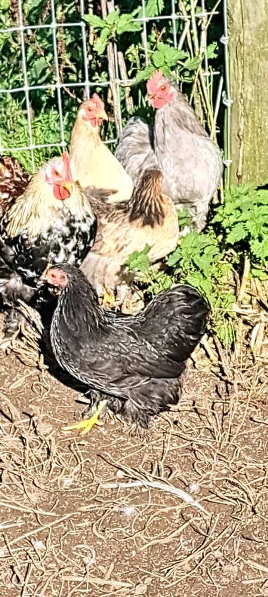 Pekins - Image 1