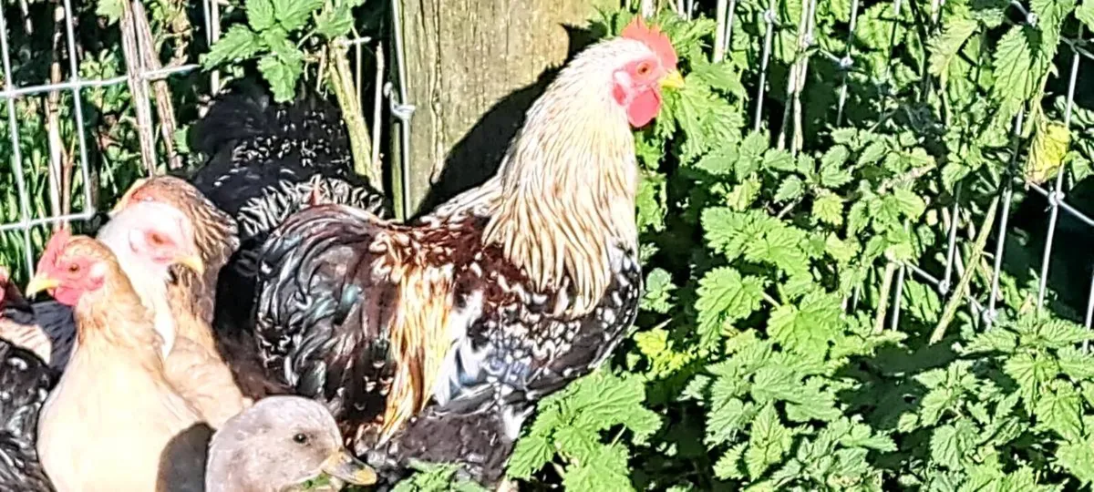 Pekins - Image 2