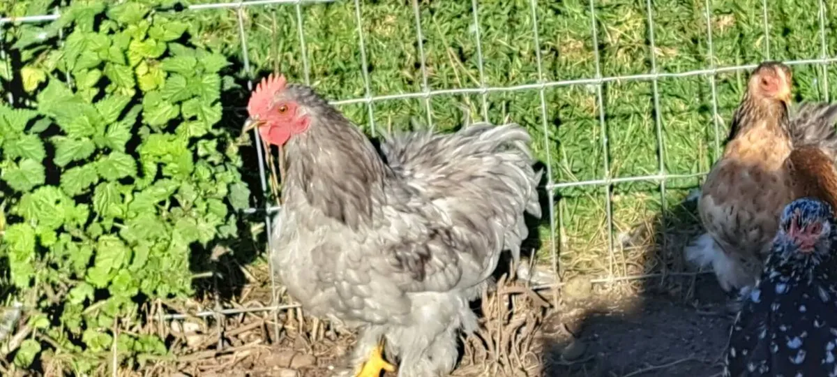 Pekins - Image 3