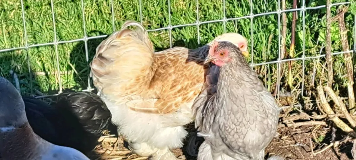 Pekins - Image 4