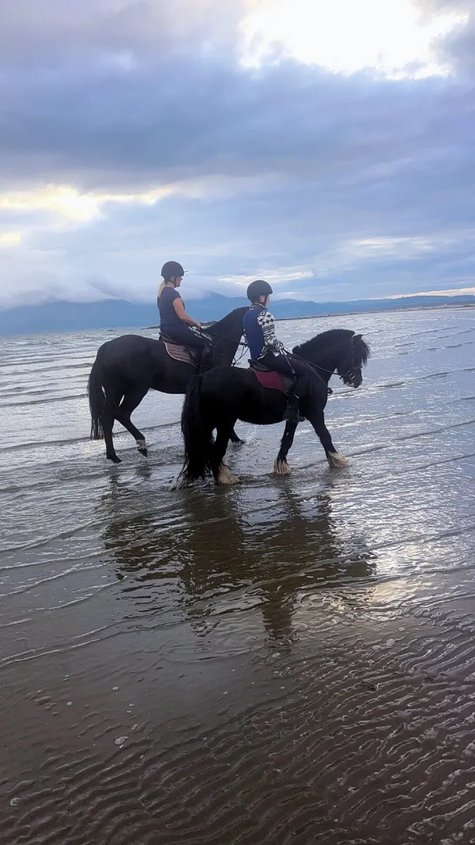 12.2 first pony - Image 1