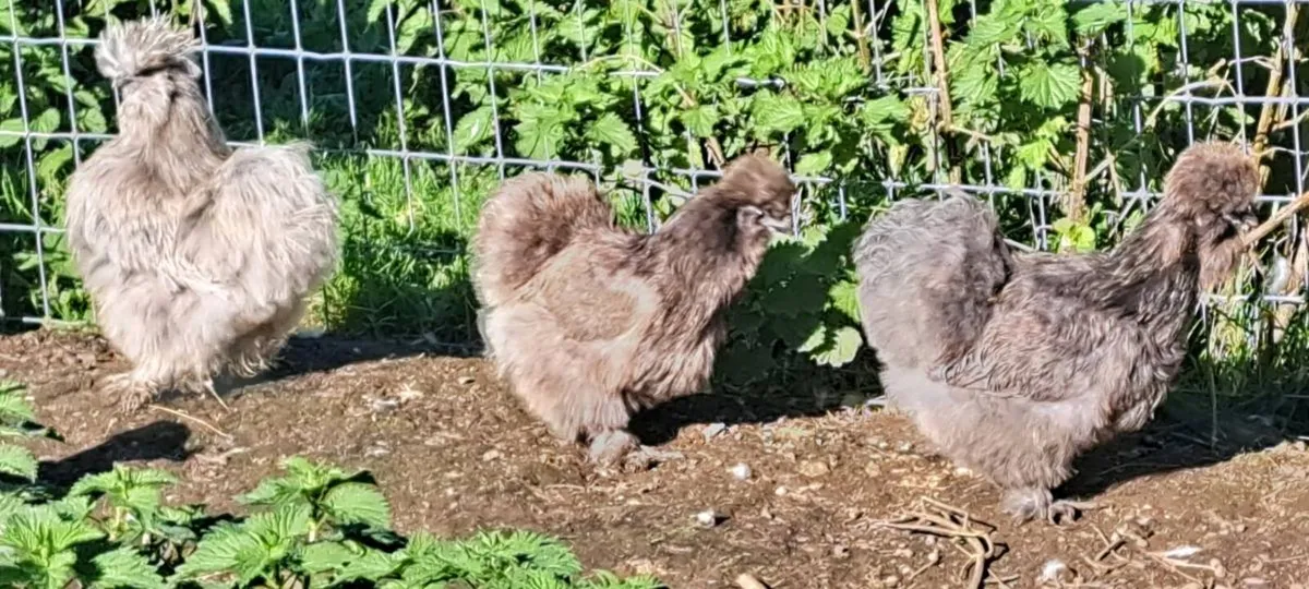 Silkie pair - Image 2