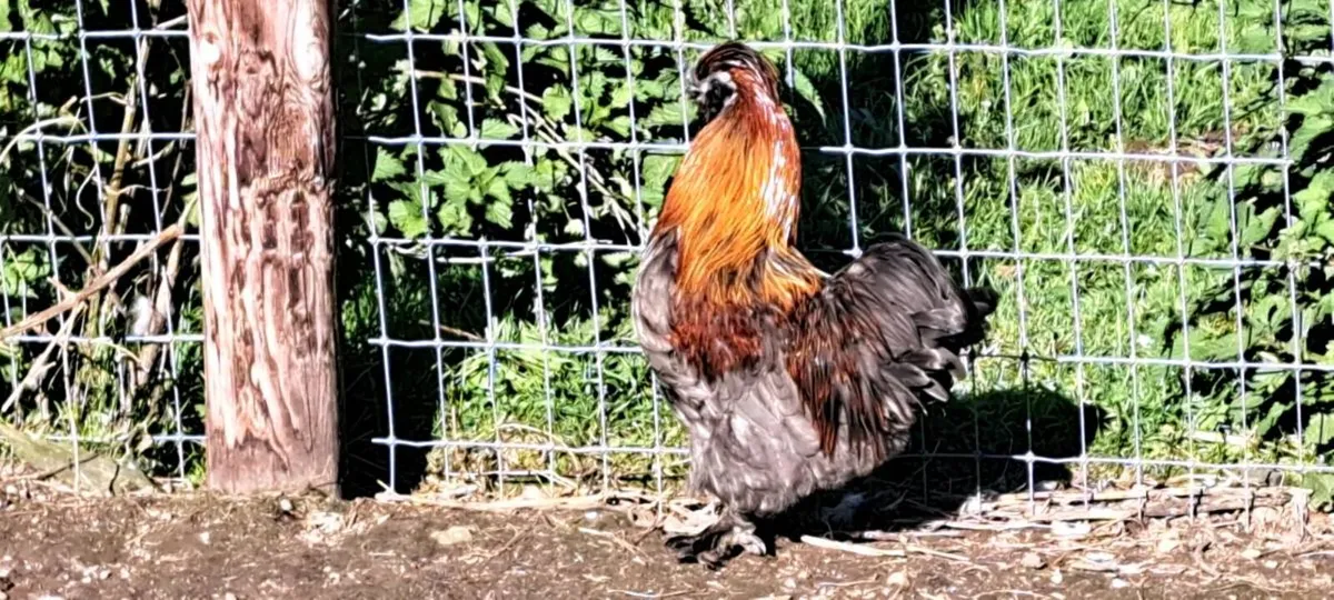 Silkie pair - Image 1