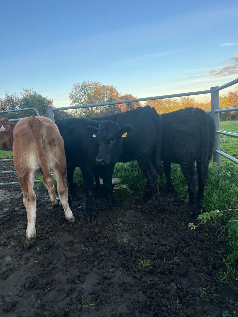 Weanling heifers 300kg - Image 1