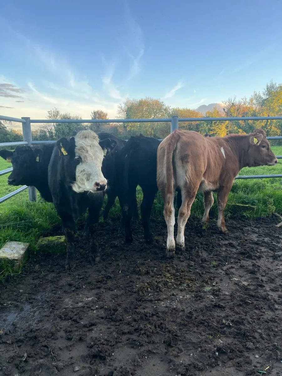 Weanling heifers 300kg - Image 3