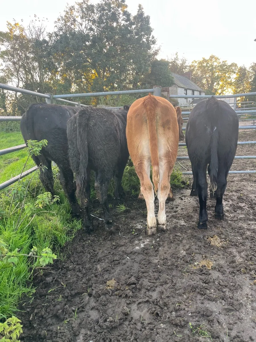 Weanling heifers 300kg - Image 4