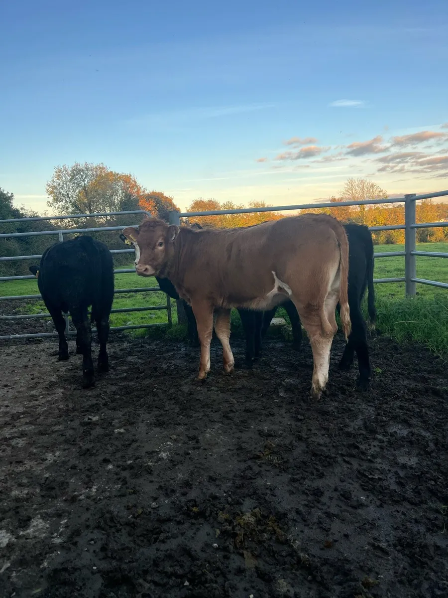 Weanling heifers 300kg - Image 2