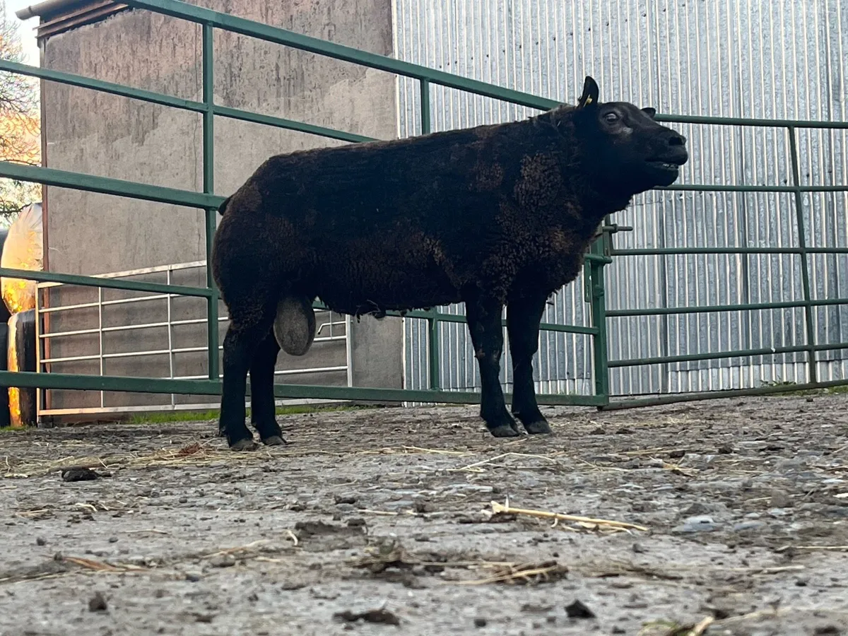 Super pb blue Texel hogget ram💥💥 - Image 2