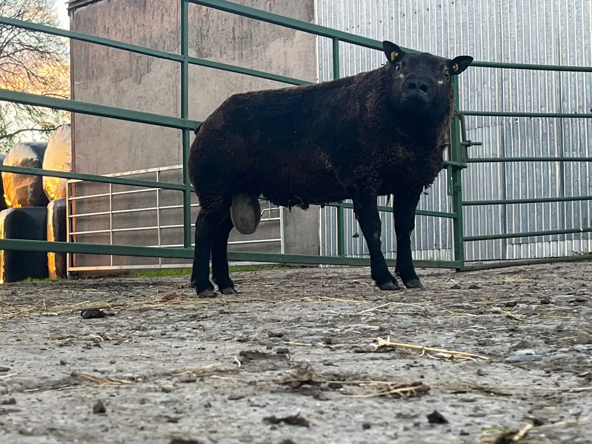 Super pb blue Texel hogget ram💥💥 - Image 3