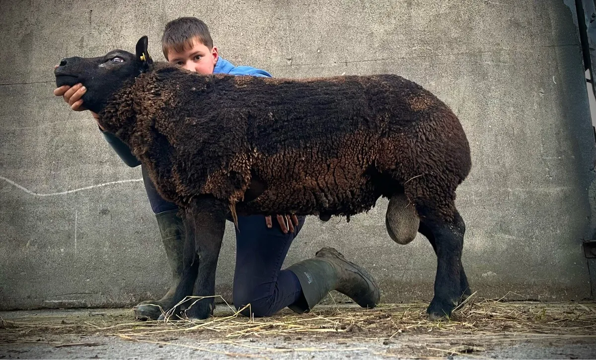 Super pb blue Texel hogget ram💥💥 - Image 1