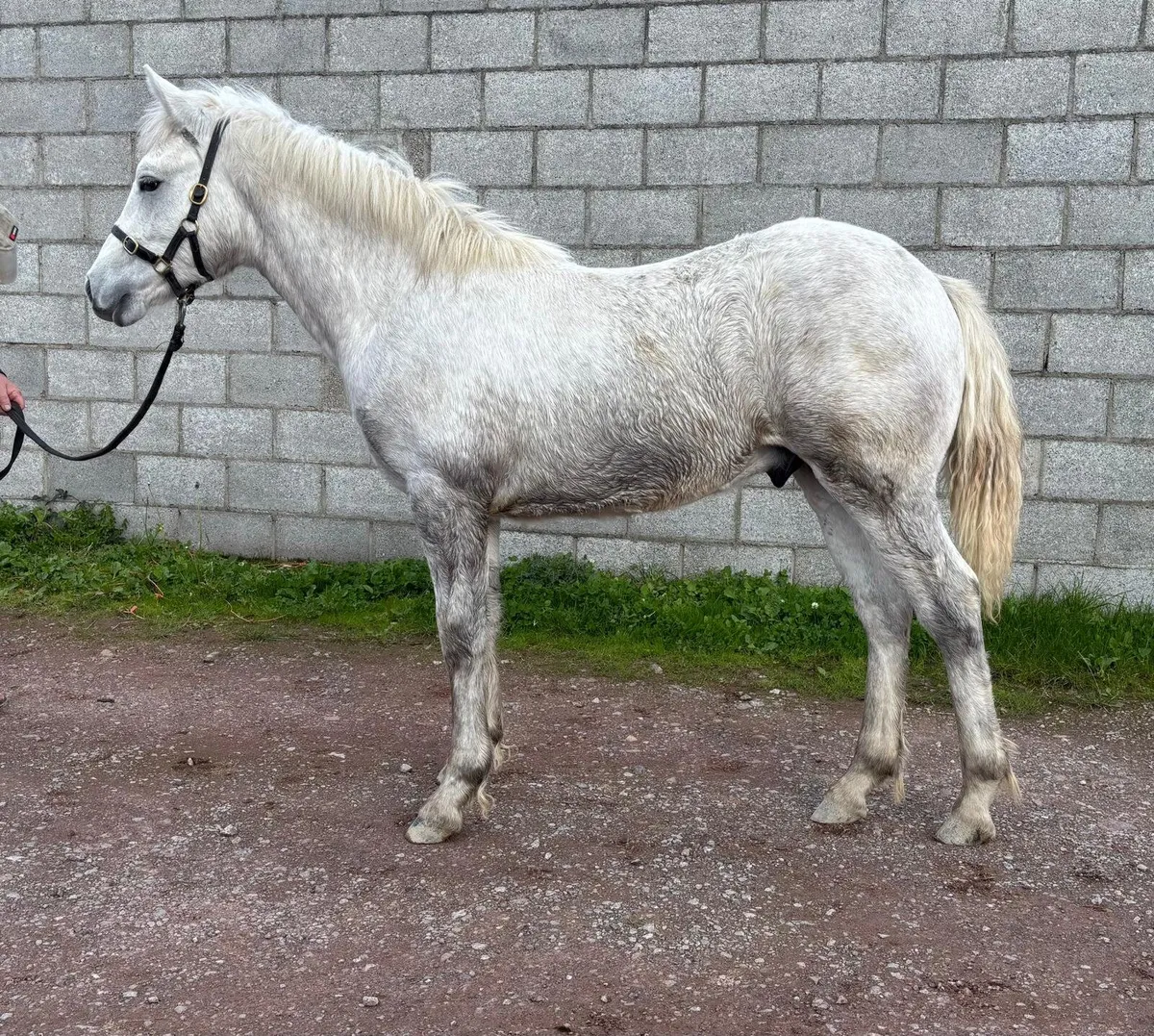 Connemara Colt Foal - Image 1