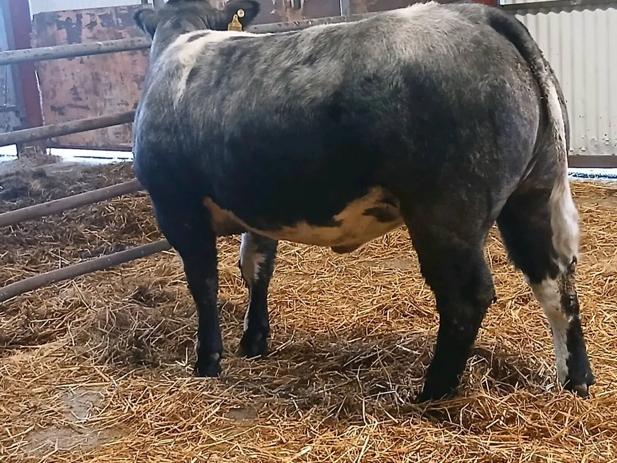1 Smashing BBX  4 🌟🌟🌟🌟 Heifer for sale - Image 1