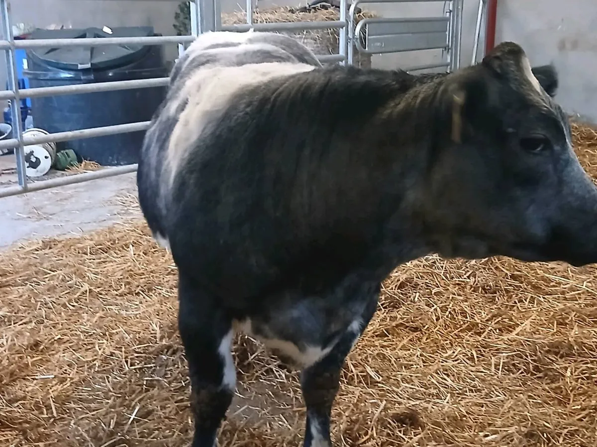 1 Smashing BBX  4 🌟🌟🌟🌟 Heifer for sale - Image 2